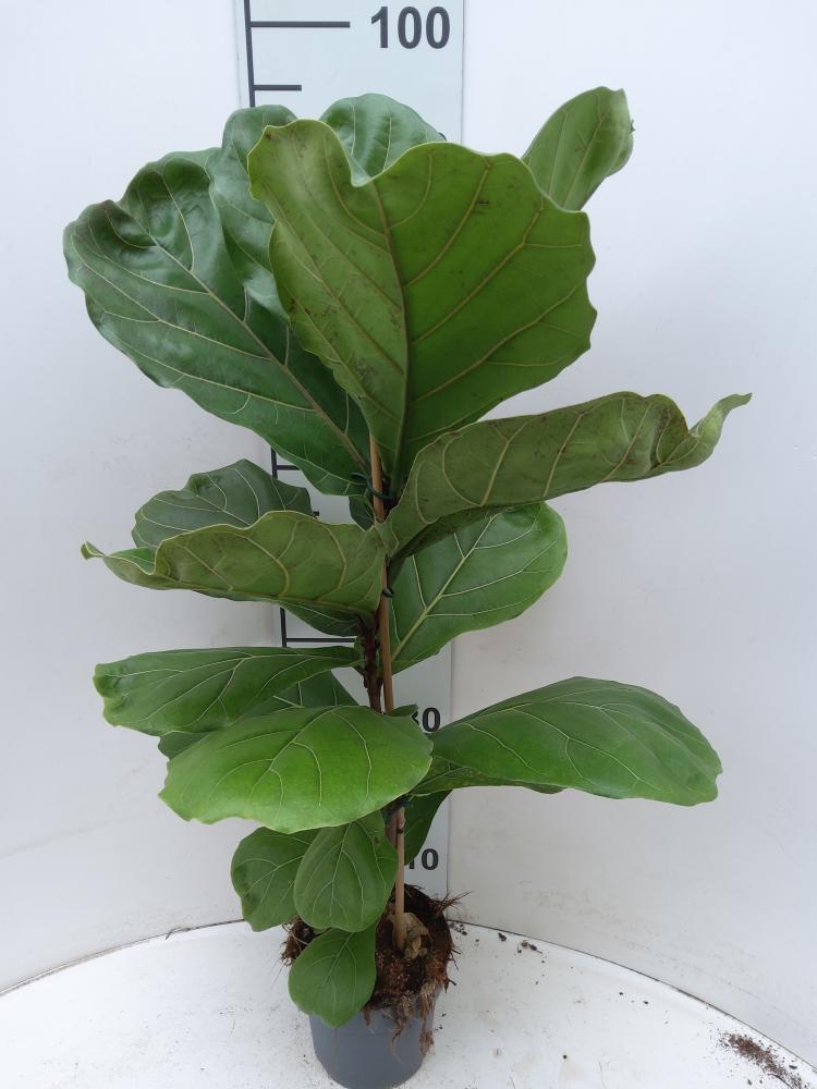 FICUS LYRATA 1P VP17