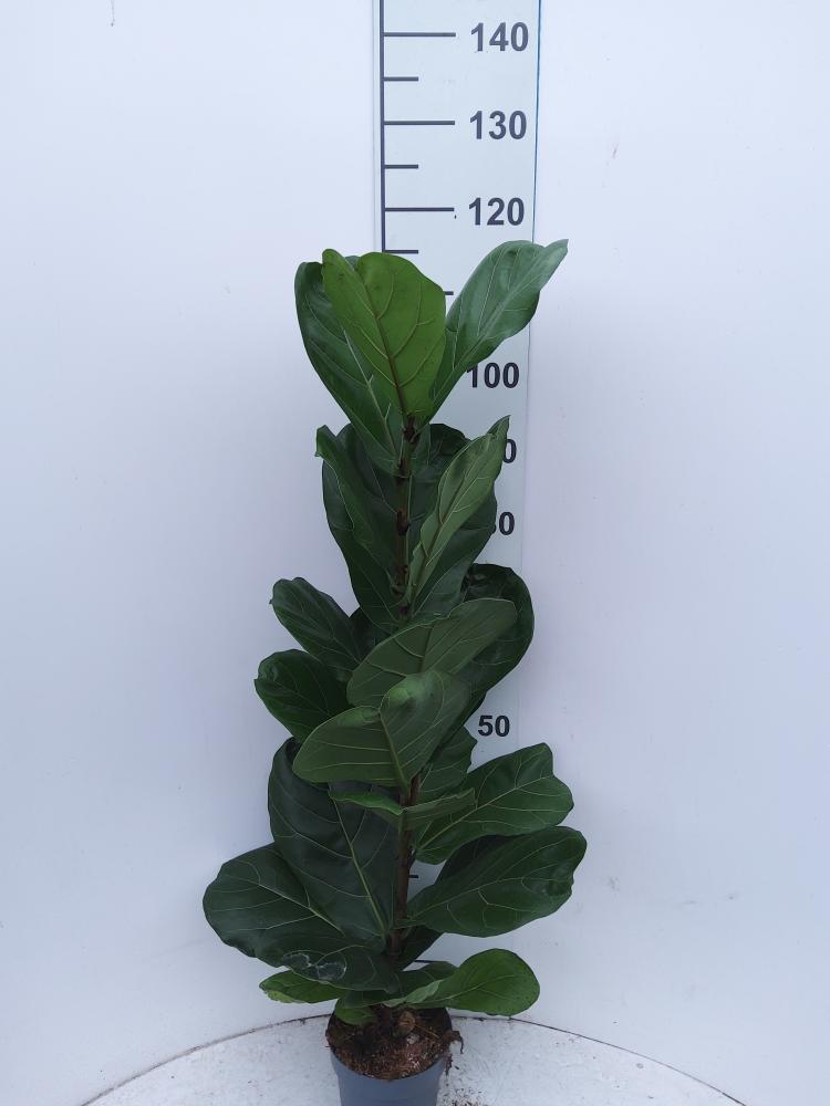 FICUS LYRATA 1P VP17