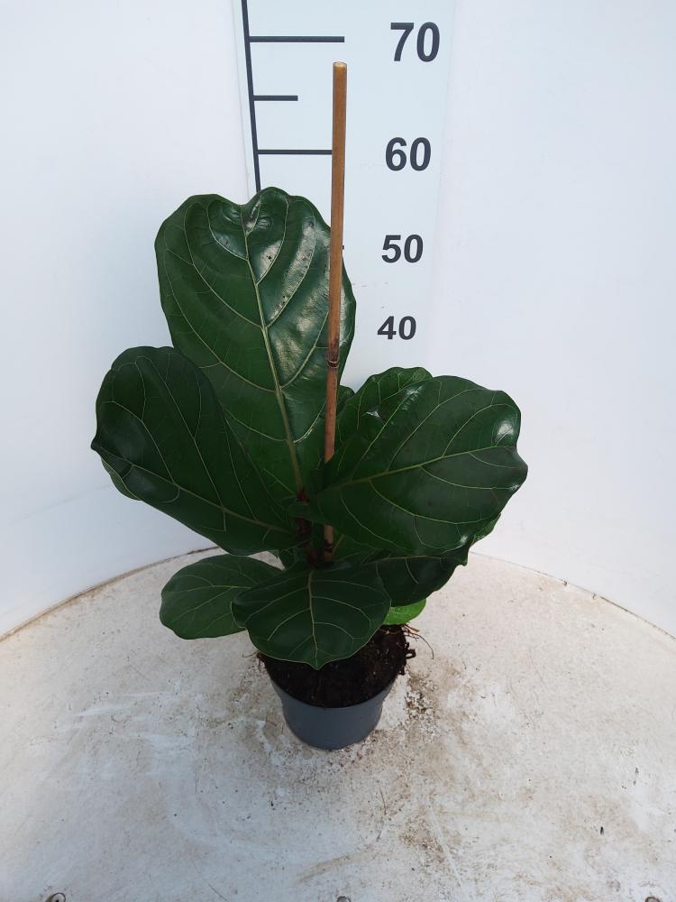FICUS LYRATA 1P VP17