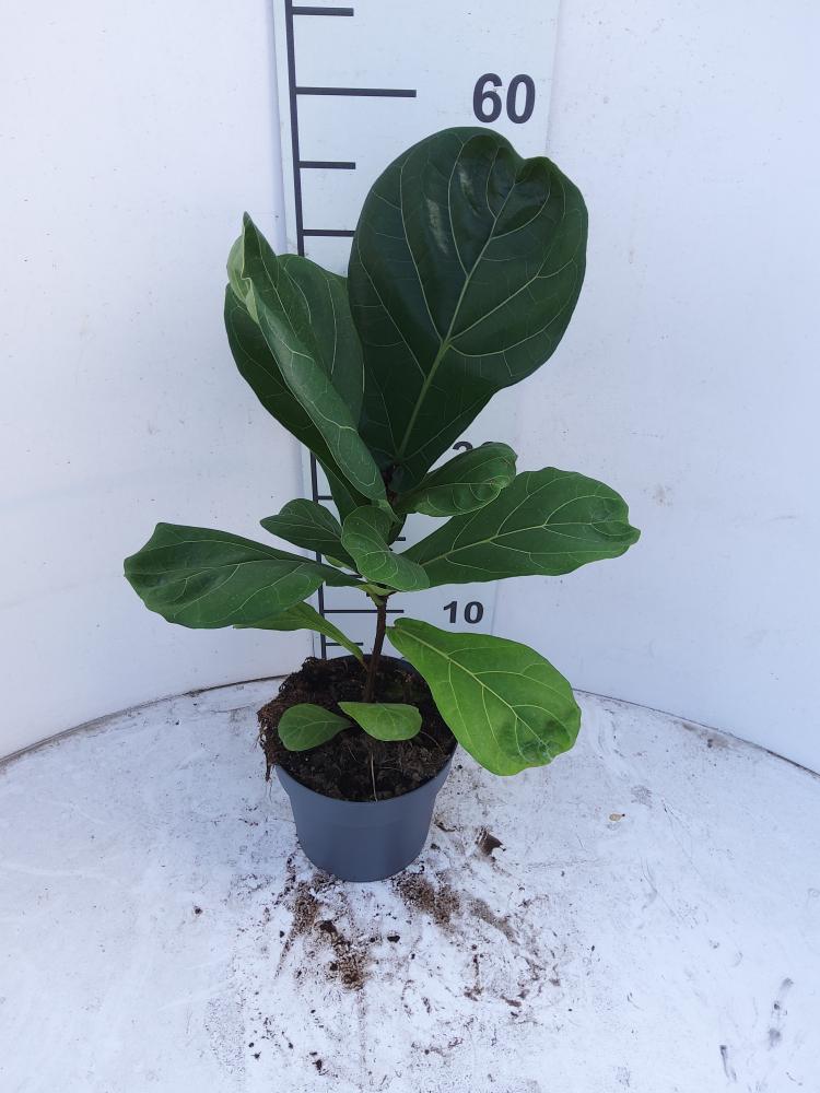 FICUS LYRATA 1P VP17