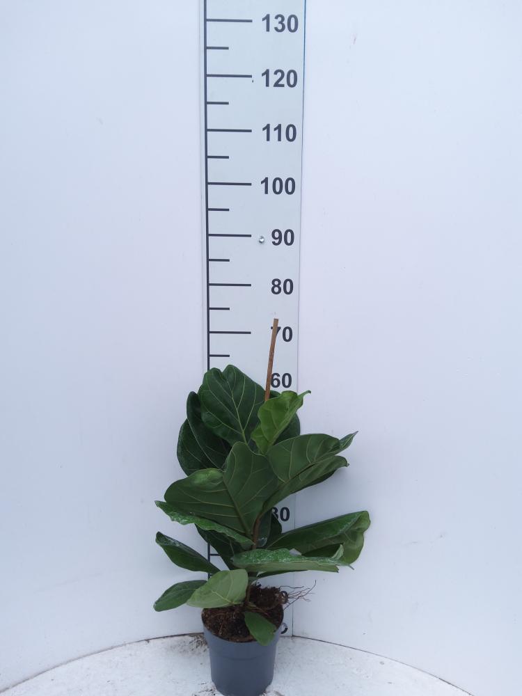FICUS LYRATA 1P VP17