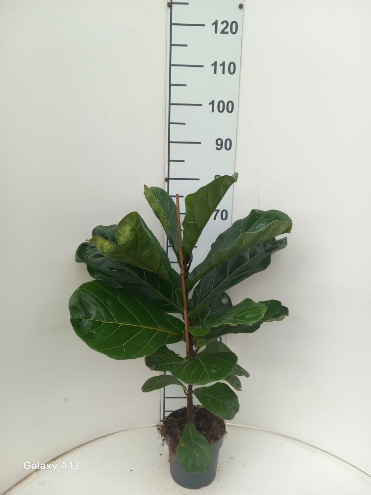 FICUS LYRATA 1P VP17