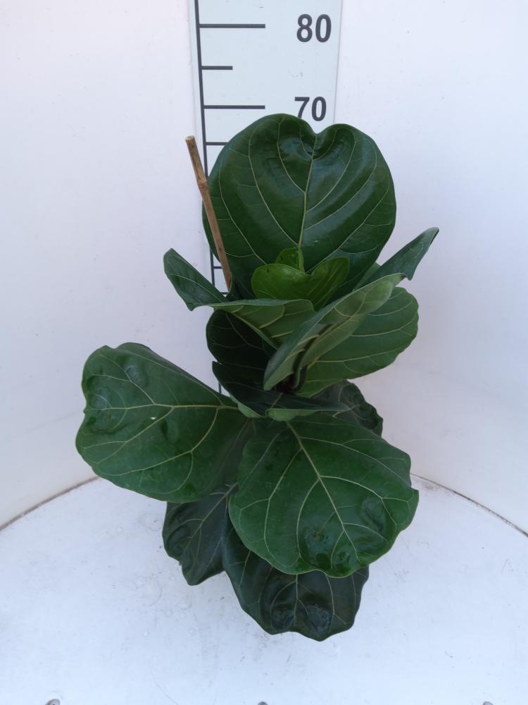 FICUS LYRATA 1P VP17