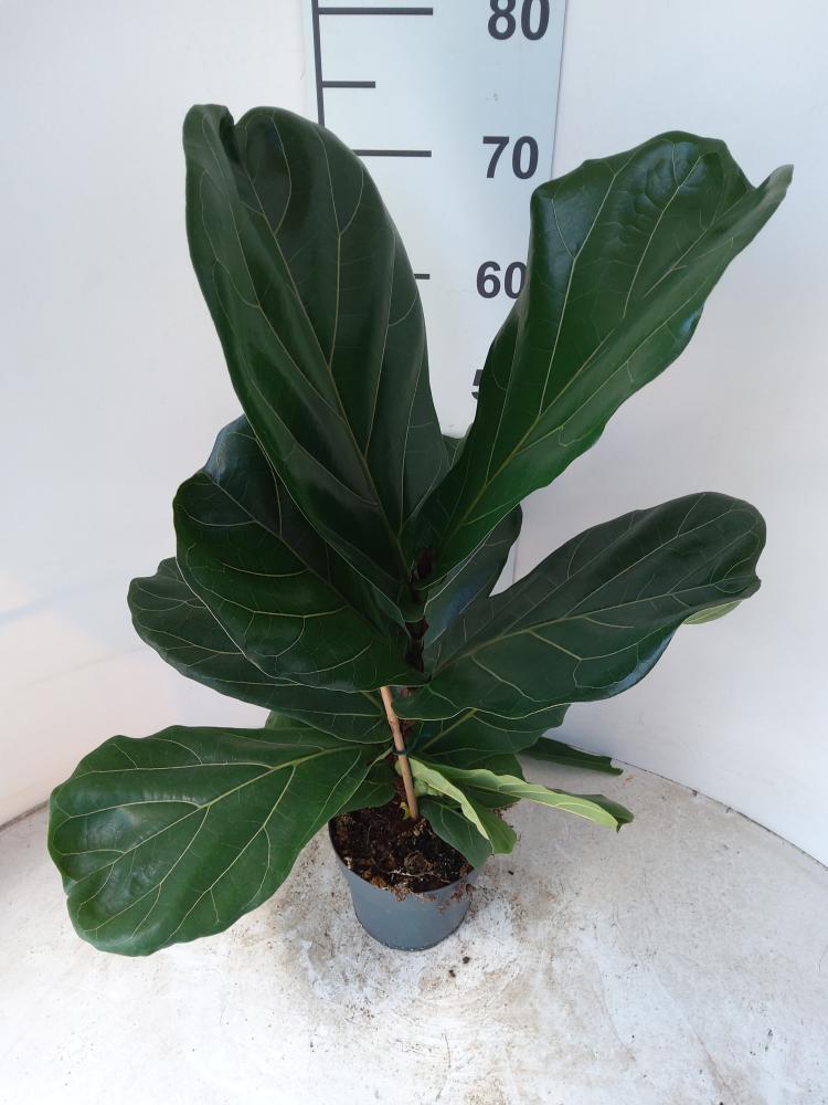 FICUS LYRATA 1P VP17