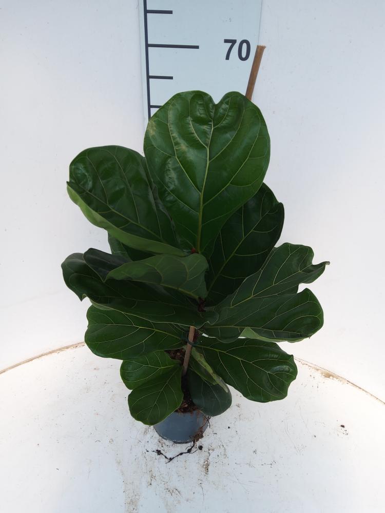 FICUS LYRATA 1P VP17