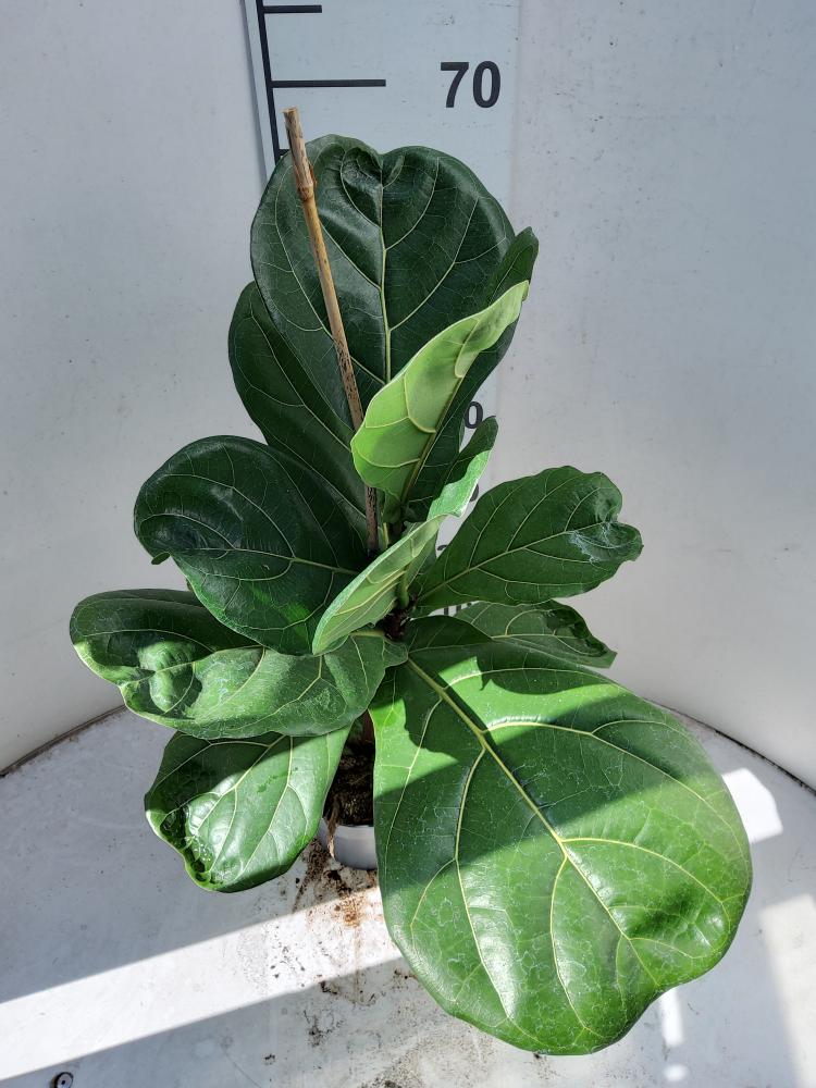 FICUS LYRATA 1P VP17