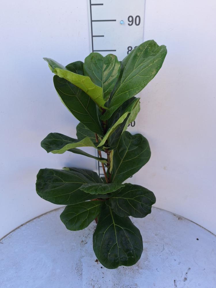 FICUS LYRATA 1P VP17