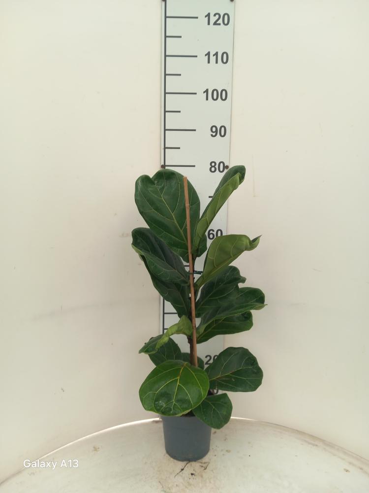 FICUS LYRATA 1P VP17