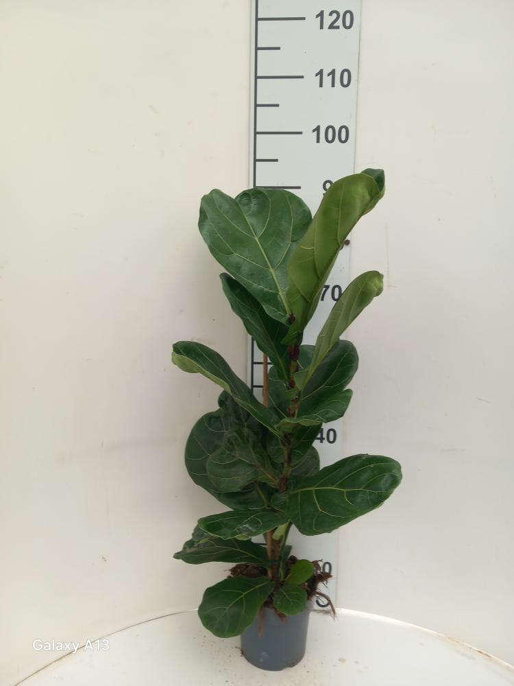 FICUS LYRATA 1P VP17