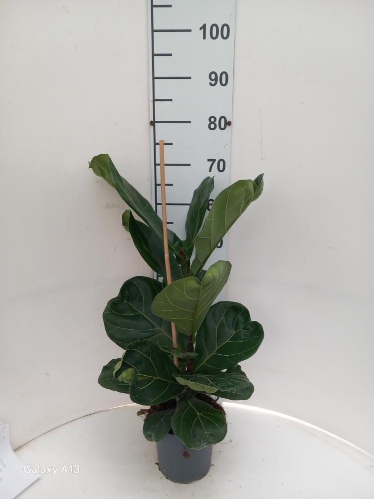 FICUS LYRATA 1P VP17
