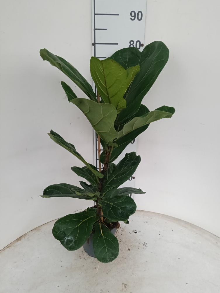 FICUS LYRATA 1P VP17