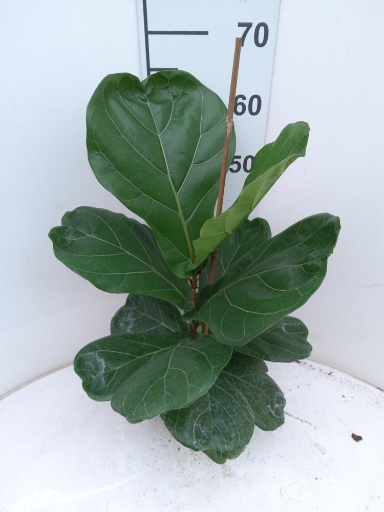 FICUS LYRATA 1P VP17