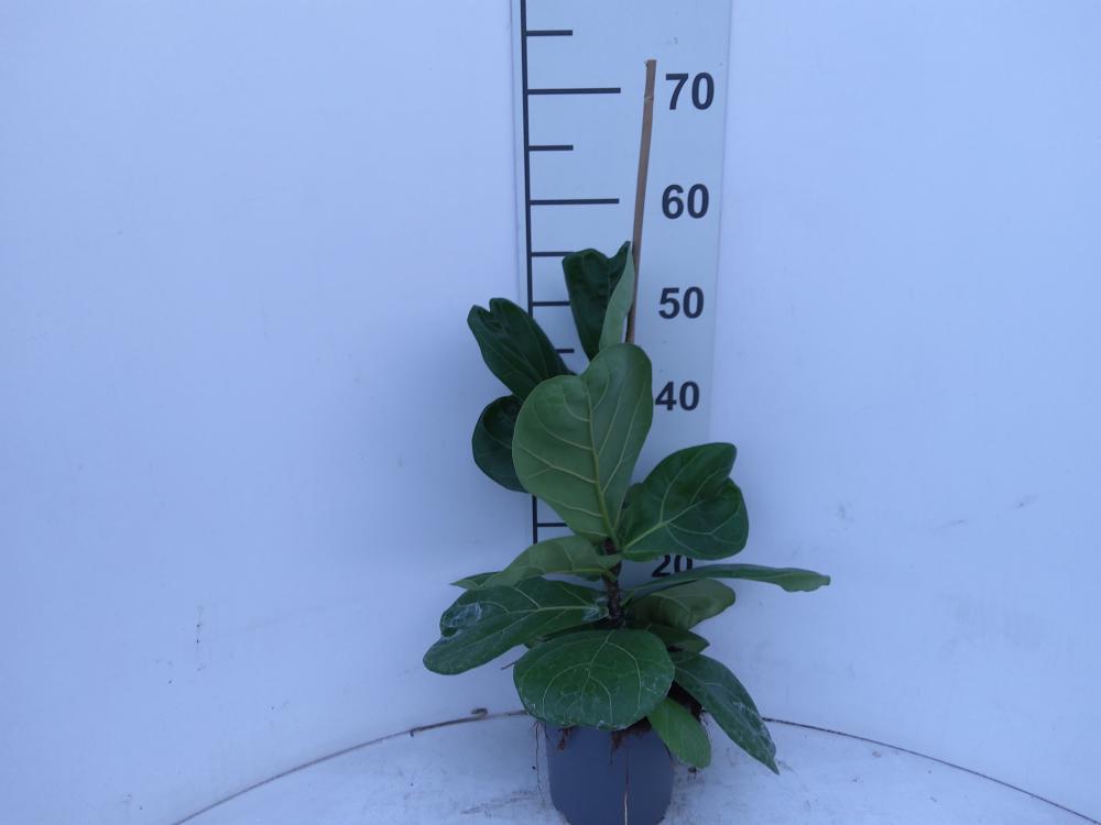 FICUS LYRATA 1P VP17