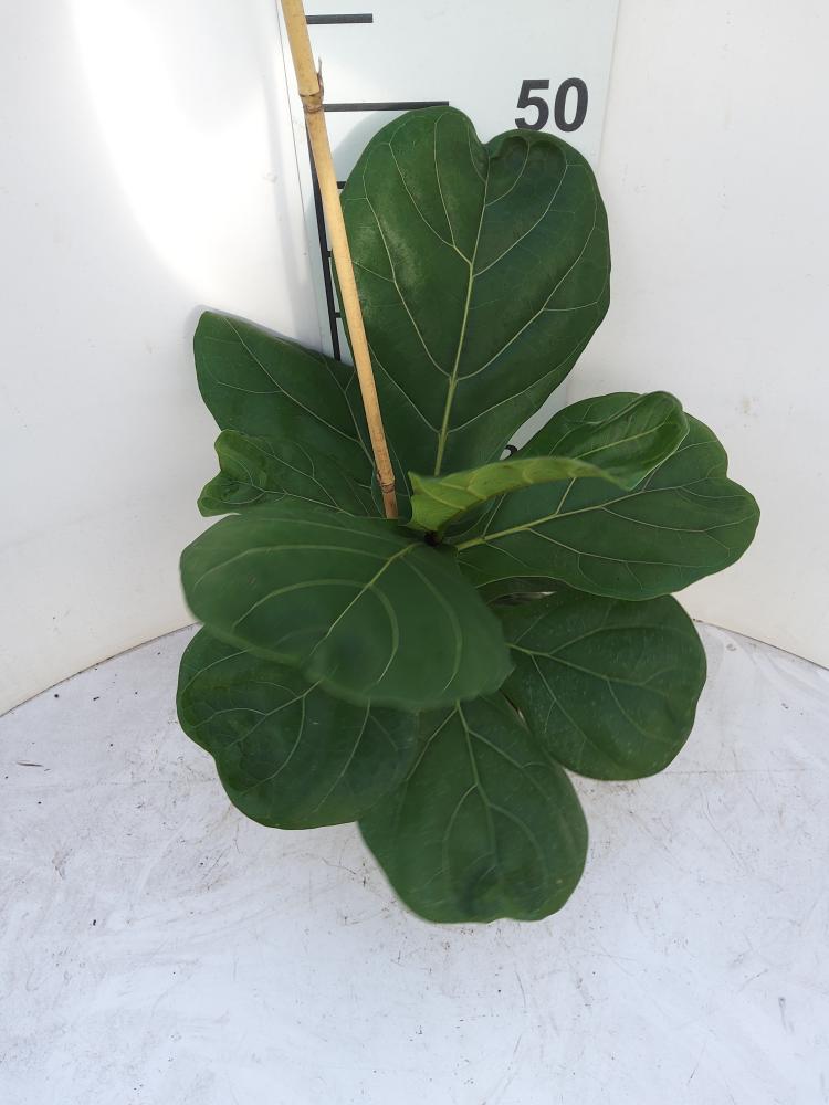 FICUS LYRATA 1P VP17