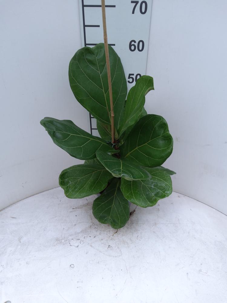 FICUS LYRATA 1P VP17