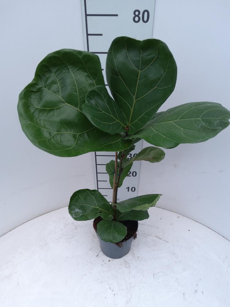 FICUS LYRATA 1P VP17