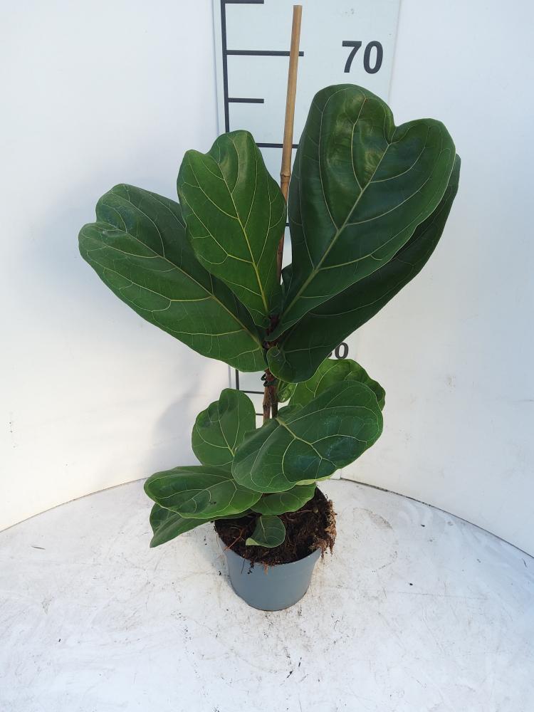 FICUS LYRATA 1P VP17