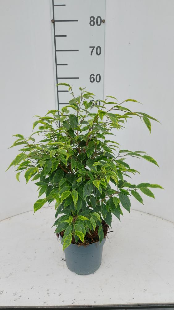 FICUS ANASTASIA VP17