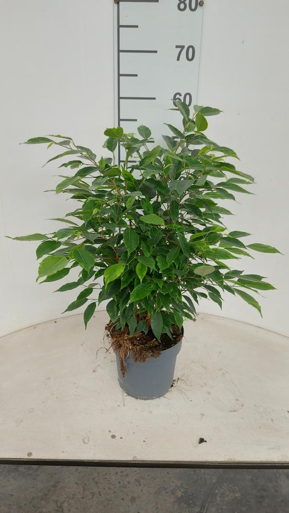 FICUS ANASTASIA VP17