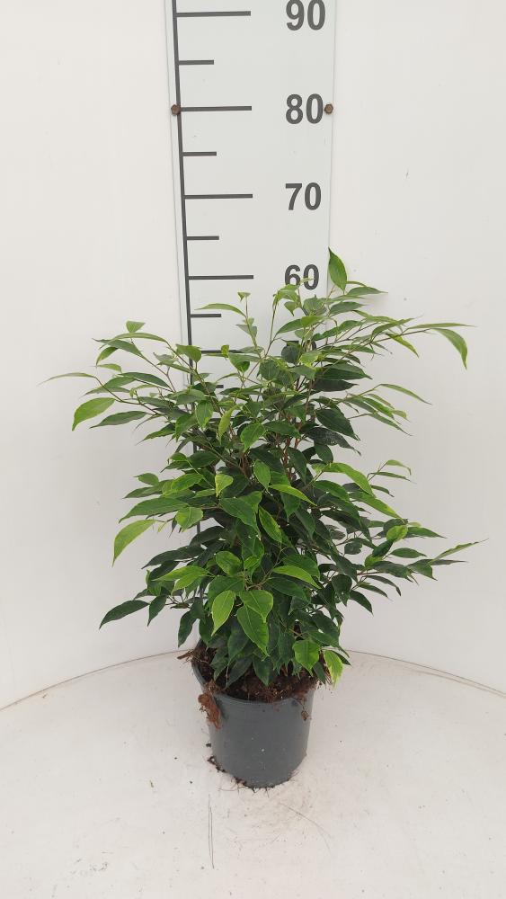 FICUS ANASTASIA VP17