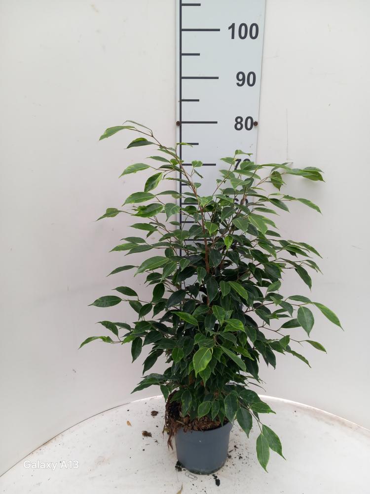 FICUS ANASTASIA VP17