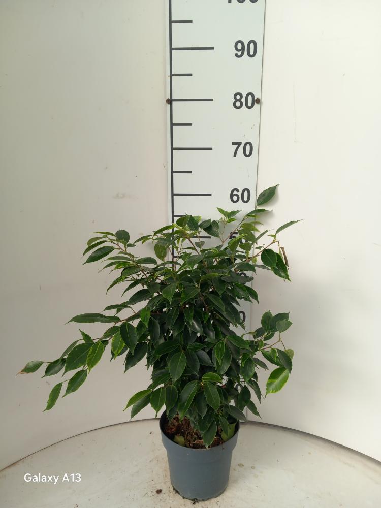 FICUS ANASTASIA VP17