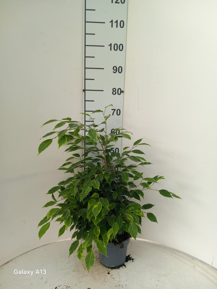 FICUS ANASTASIA VP17