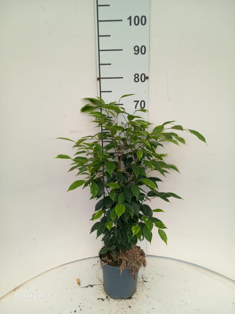 FICUS ANASTASIA VP17