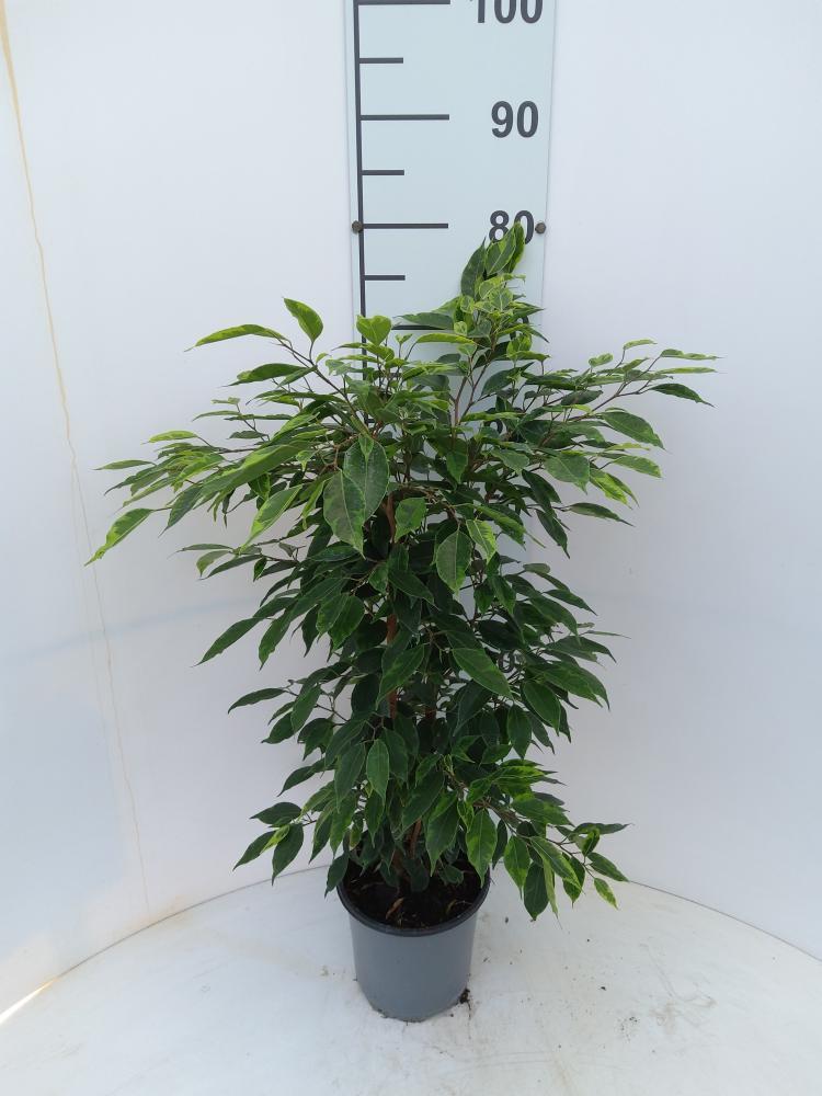 FICUS ANASTASIA VP17