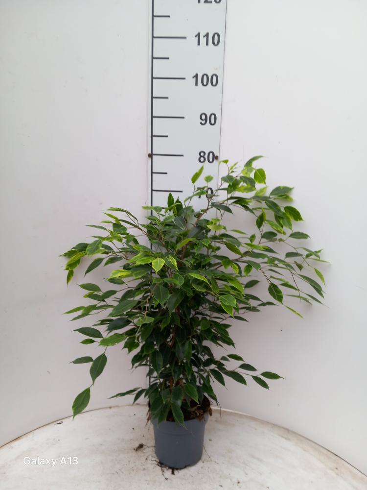 FICUS ANASTASIA VP17