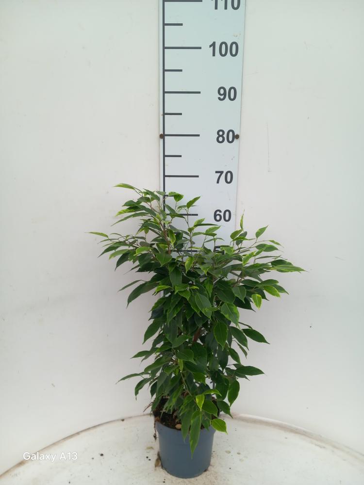 FICUS ANASTASIA VP17