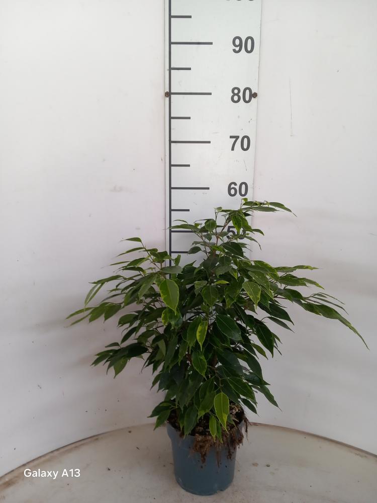 FICUS ANASTASIA VP17