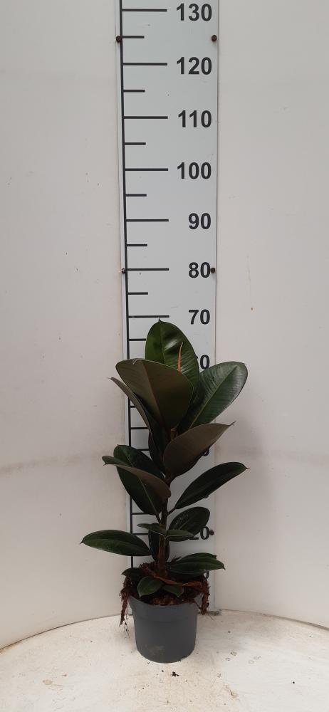 FICUS ROBUSTA 1P VP17