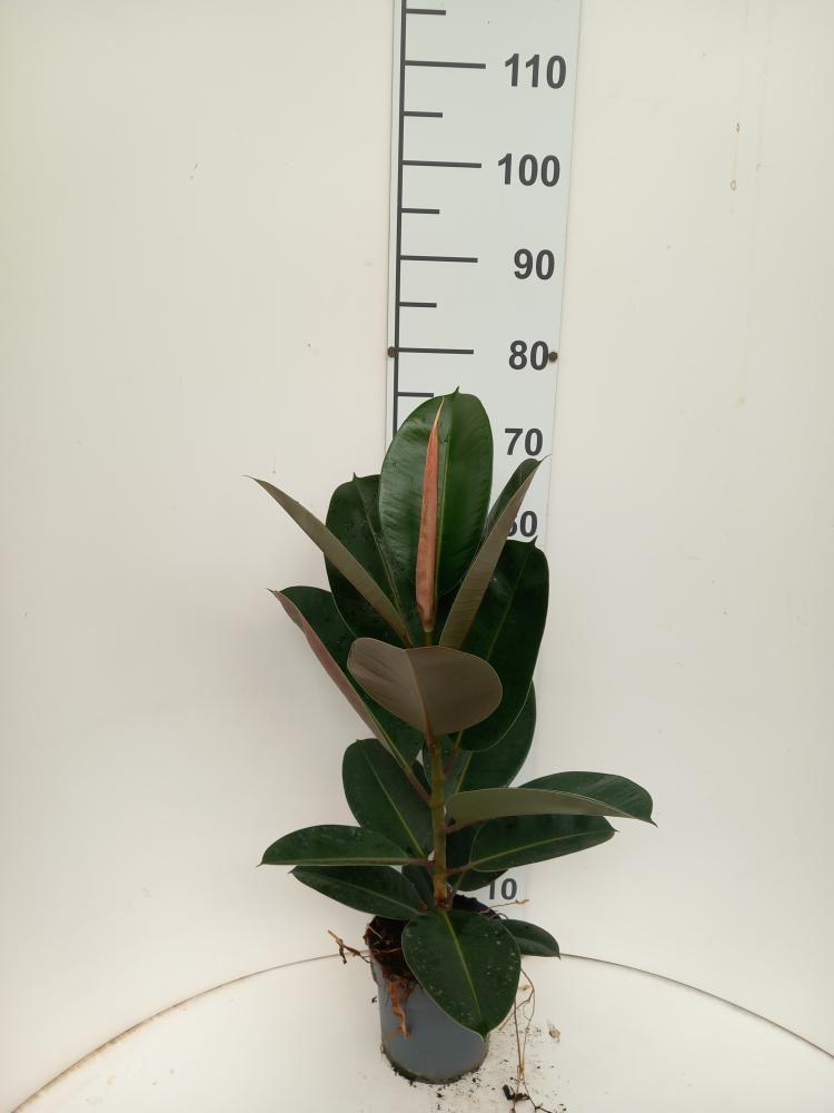 FICUS ROBUSTA 1P VP17
