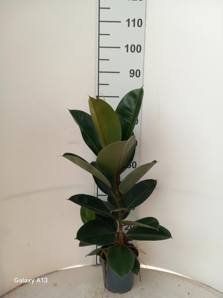 FICUS ROBUSTA 1P VP17