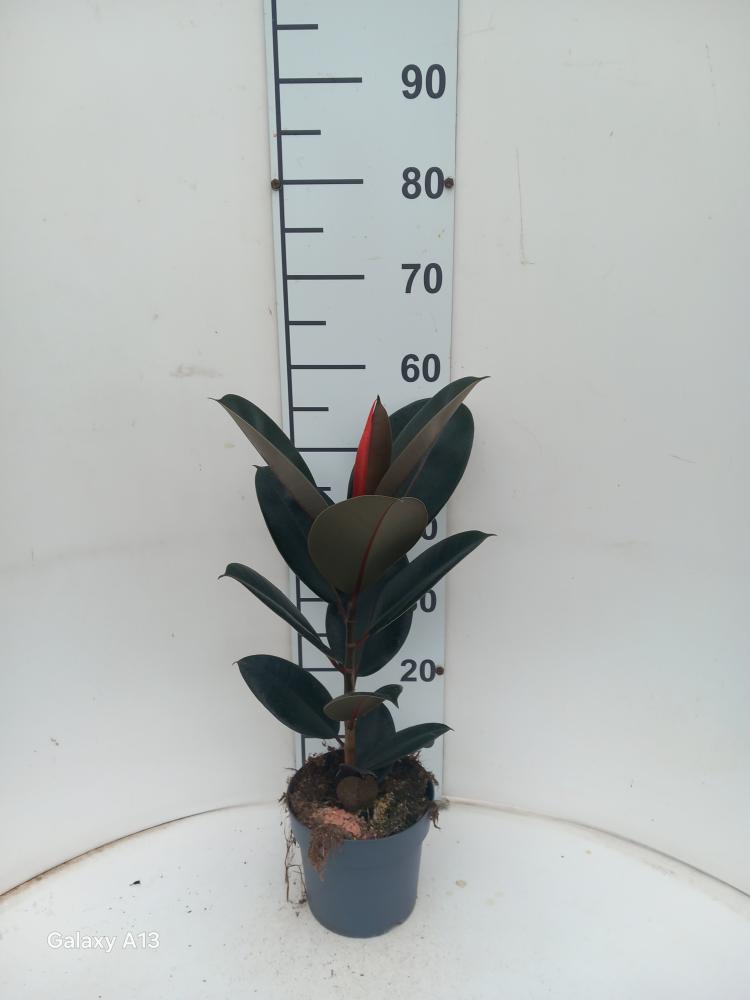 FICUS ROBUSTA 1P VP17