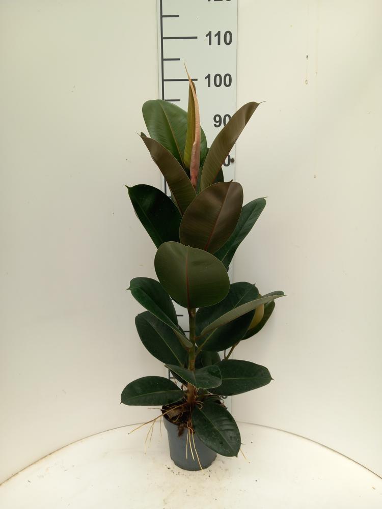 FICUS ROBUSTA 1P VP17