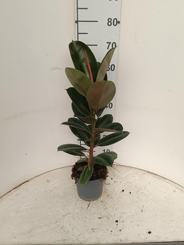 FICUS ROBUSTA 1P VP17