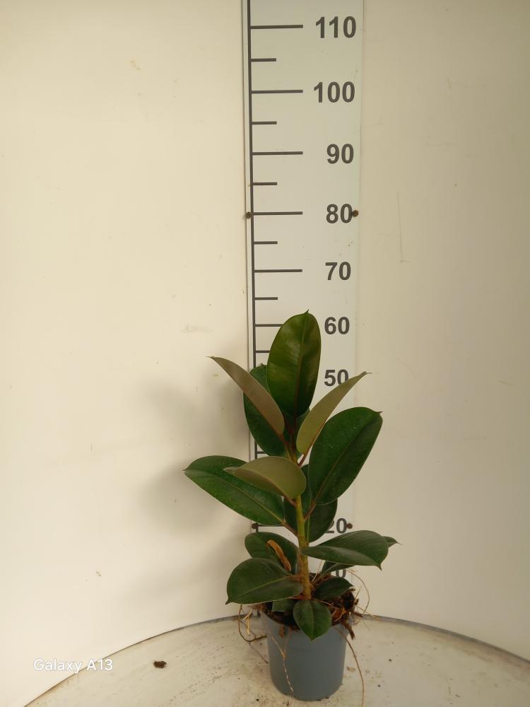 FICUS ROBUSTA 1P VP17