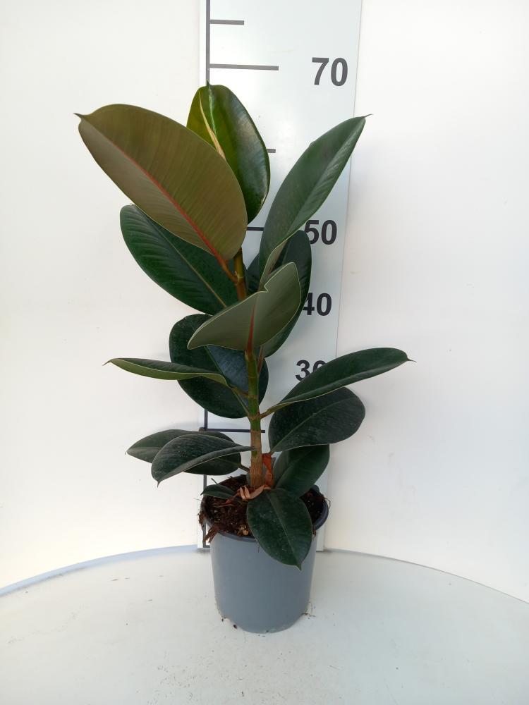 FICUS ROBUSTA 1P VP17