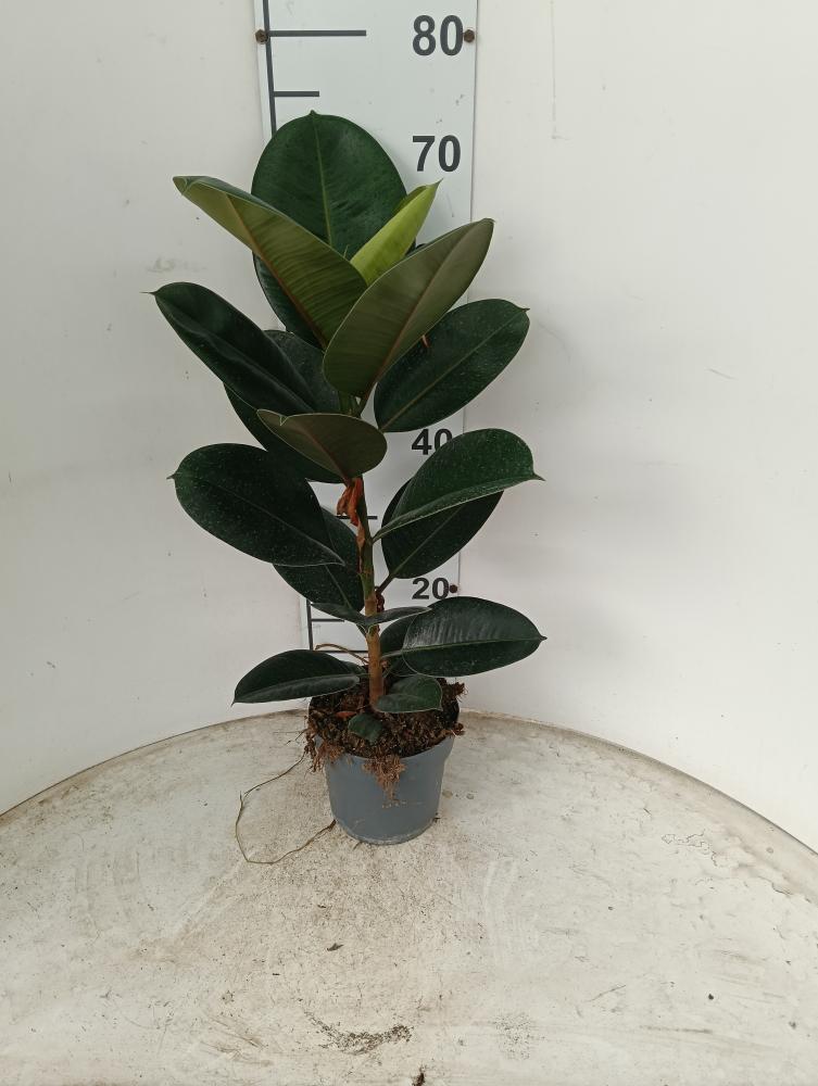 FICUS ROBUSTA 1P VP17