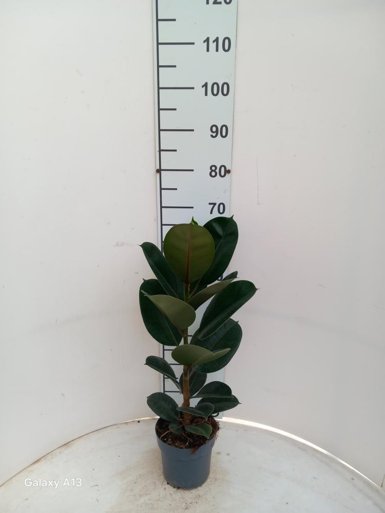FICUS ROBUSTA 1P VP17