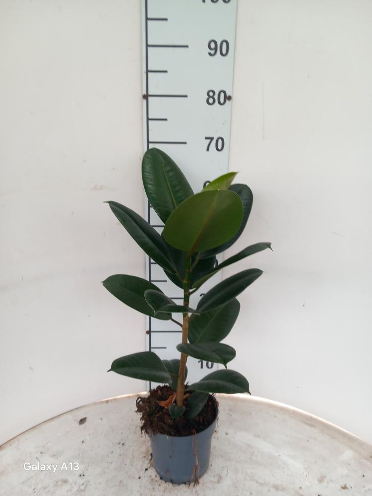 FICUS ROBUSTA 1P VP17