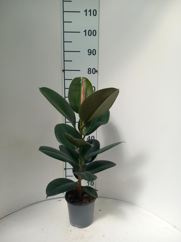 FICUS ROBUSTA 1P VP17