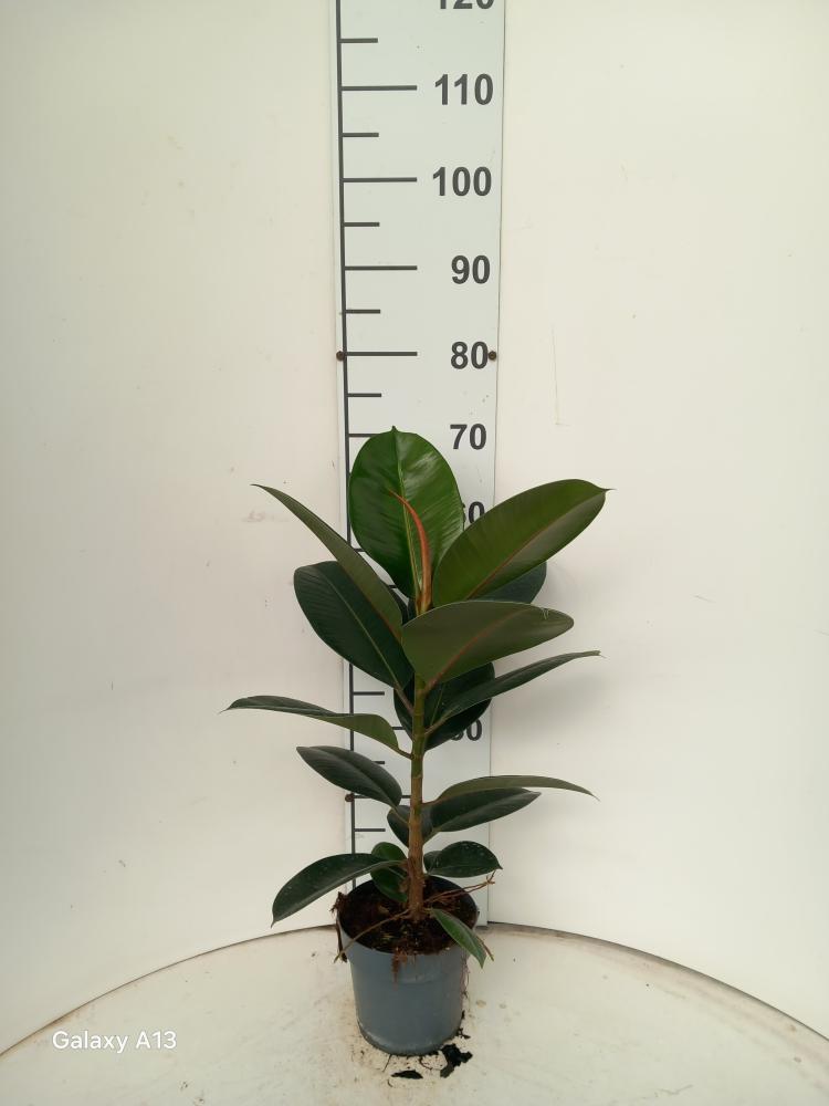 FICUS ROBUSTA 1P VP17