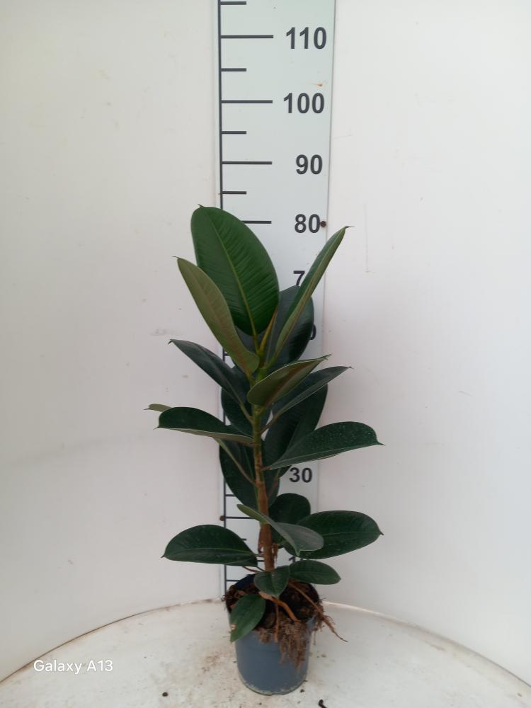 FICUS ROBUSTA 1P VP17