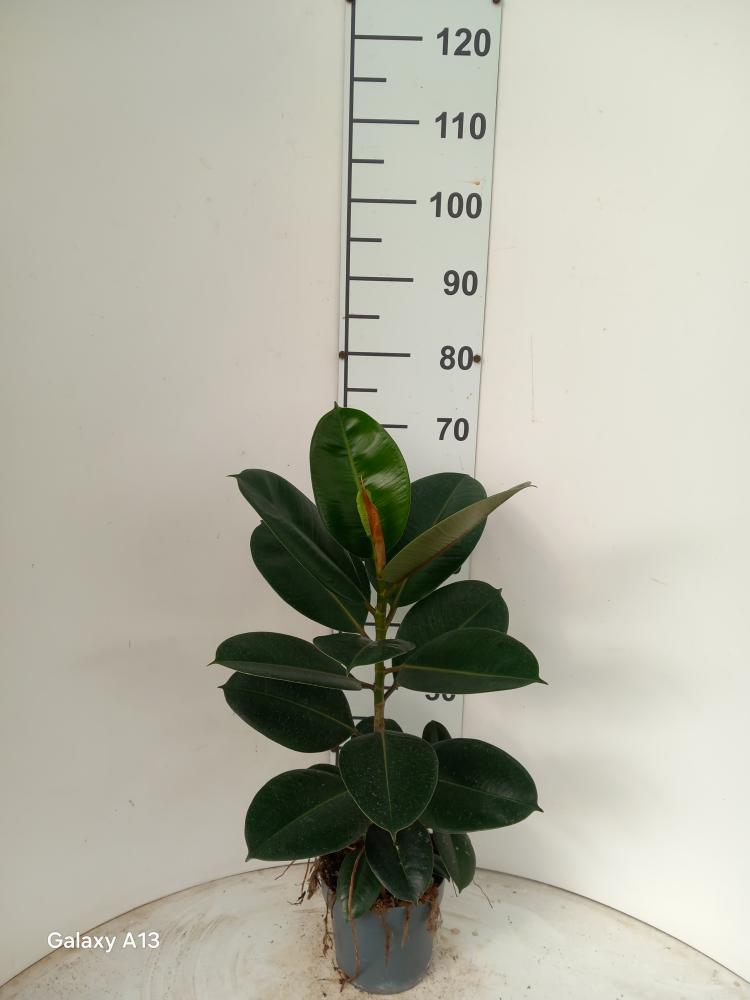 FICUS ROBUSTA 1P VP17