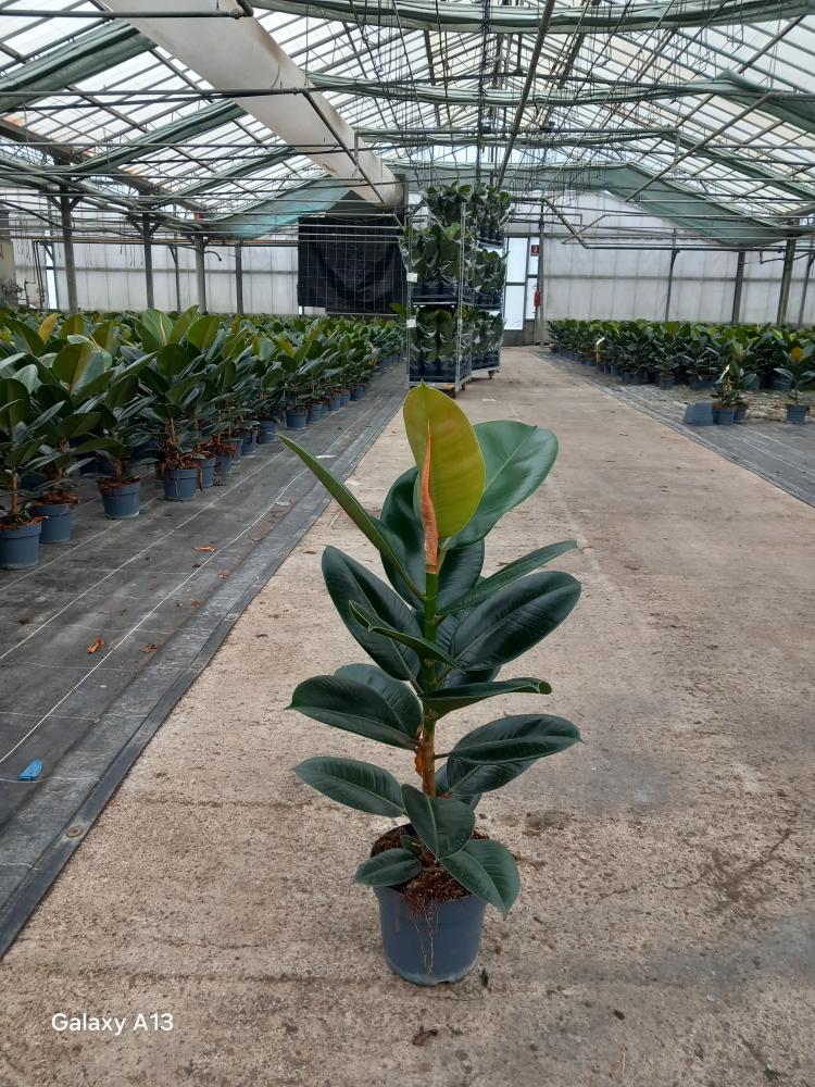 FICUS ROBUSTA 1P VP17