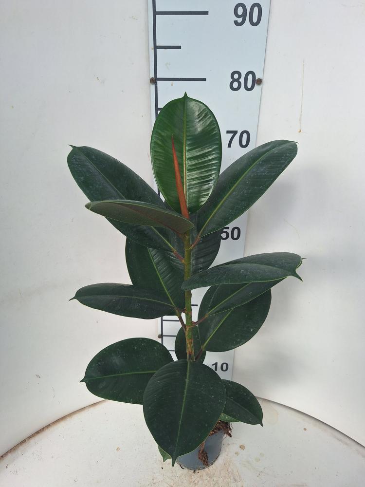 FICUS ROBUSTA 1P VP17