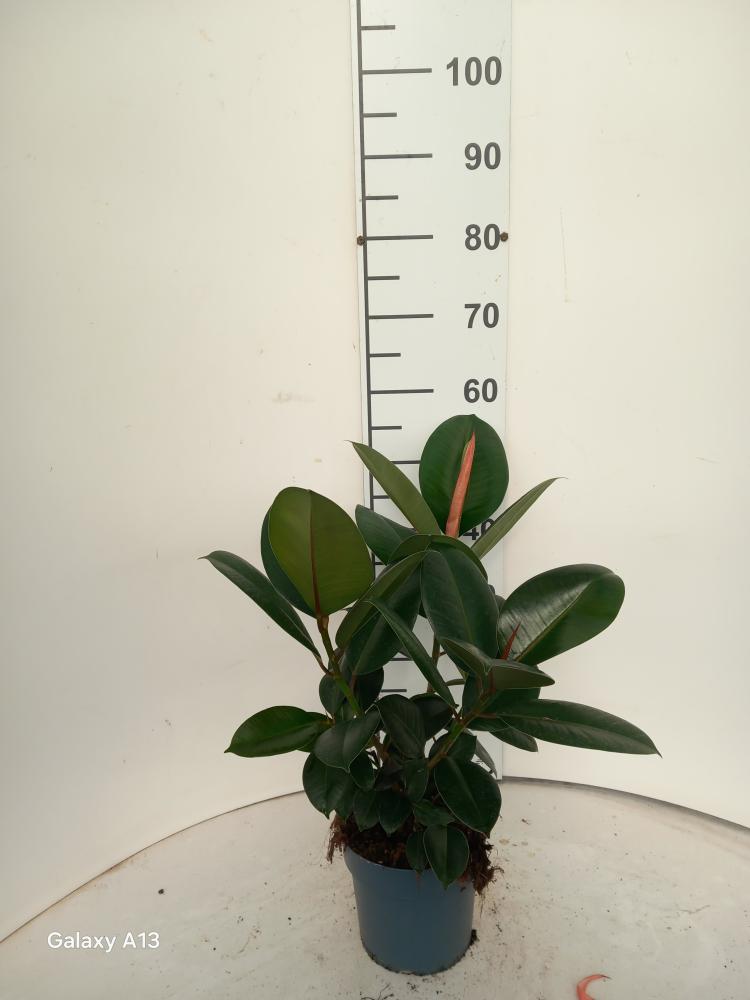 FICUS ROBUSTA SPRAY VP17